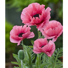 Схема вышивки «розовые маки»