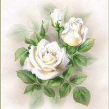 Схема вышивки «белые розы»