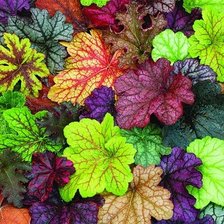 Схема вышивки «листья»