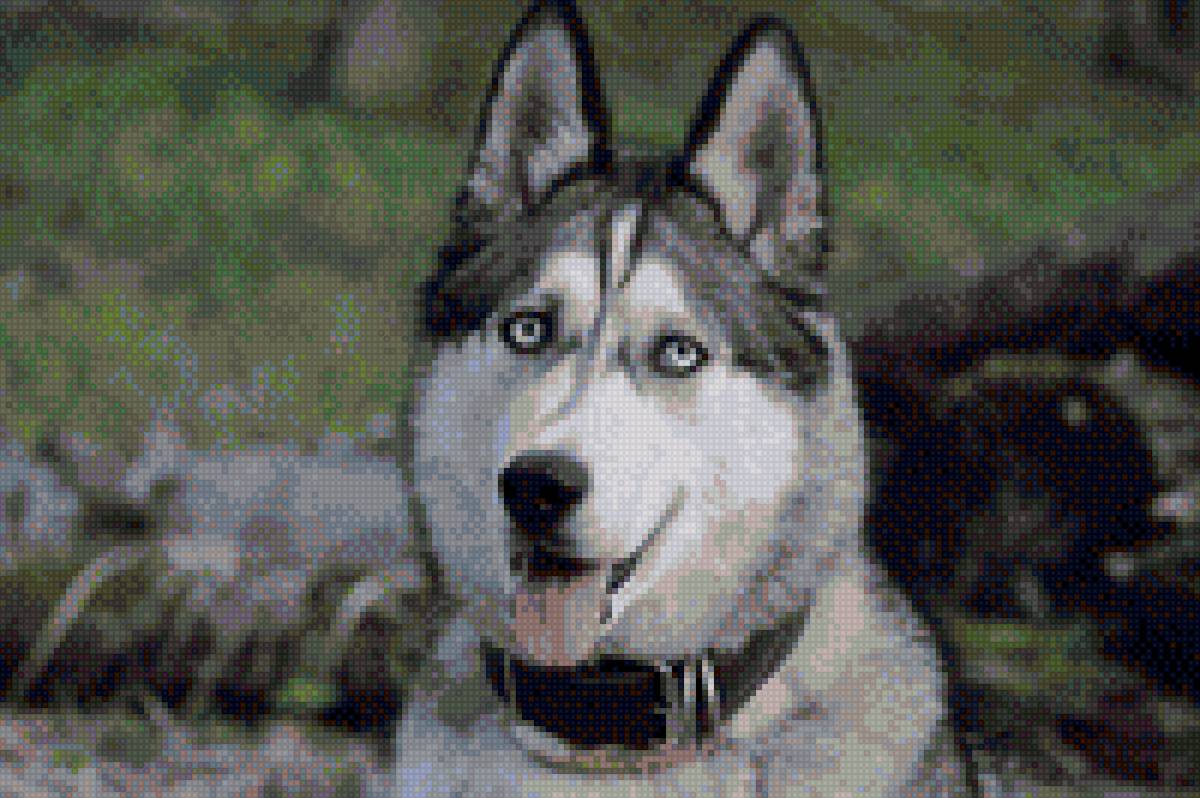 Грэй - предпросмотр