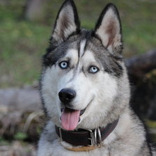 Схема вышивки «Грэй»