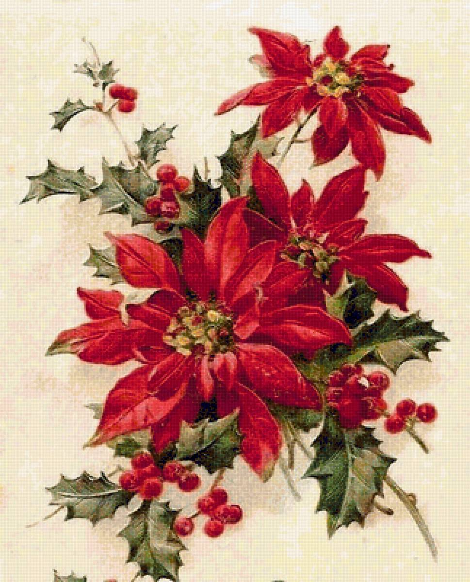 Vánoční hvězda - предпросмотр