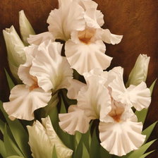 Схема вышивки «Белые ирисы»