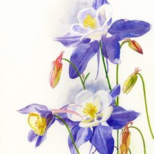 Схема вышивки «аквилегия»