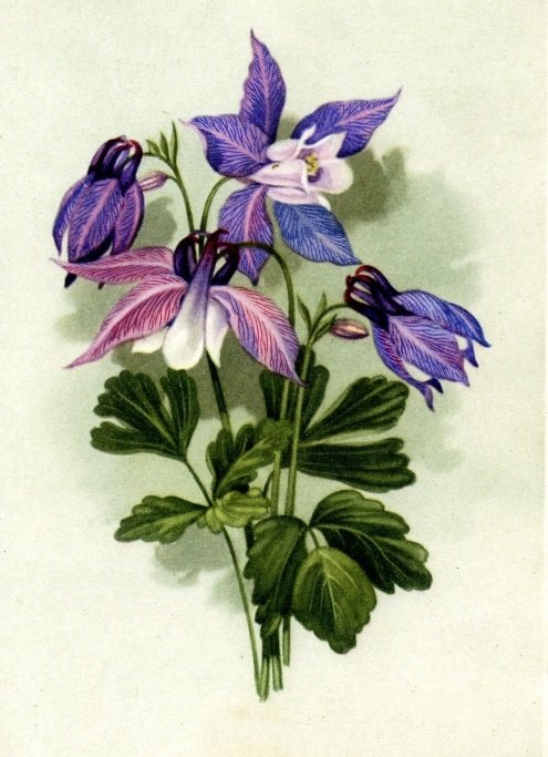 аквилегия 2 - оригинал