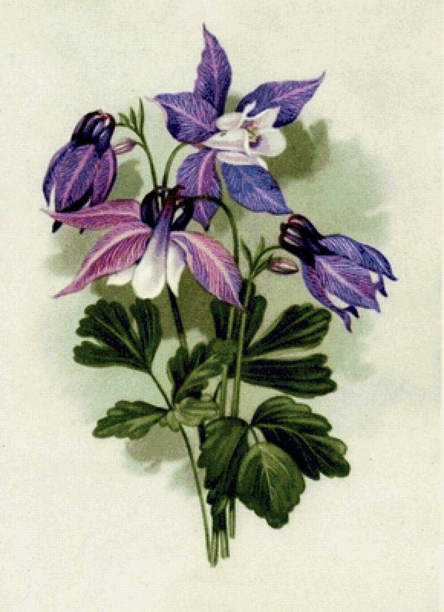 аквилегия 2 - предпросмотр