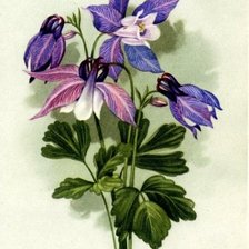 Схема вышивки «аквилегия 2»