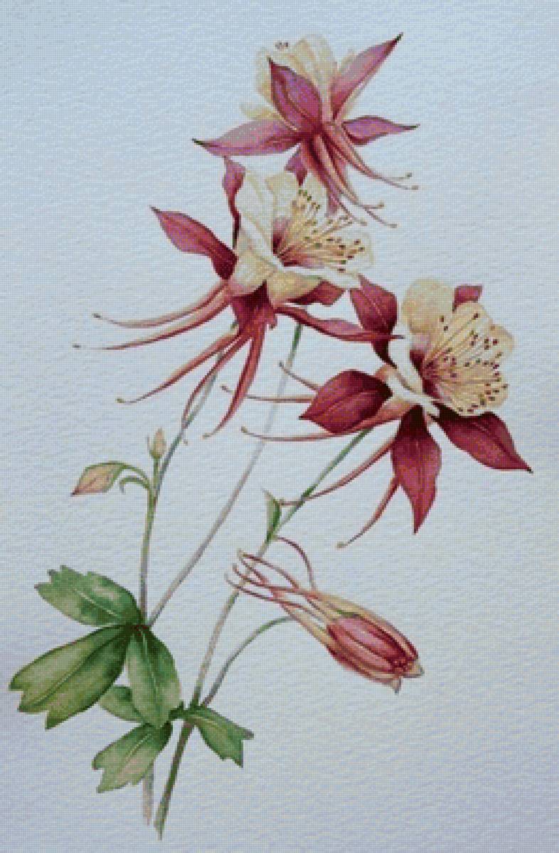 аквилегия 3 - предпросмотр