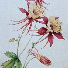 аквилегия 3