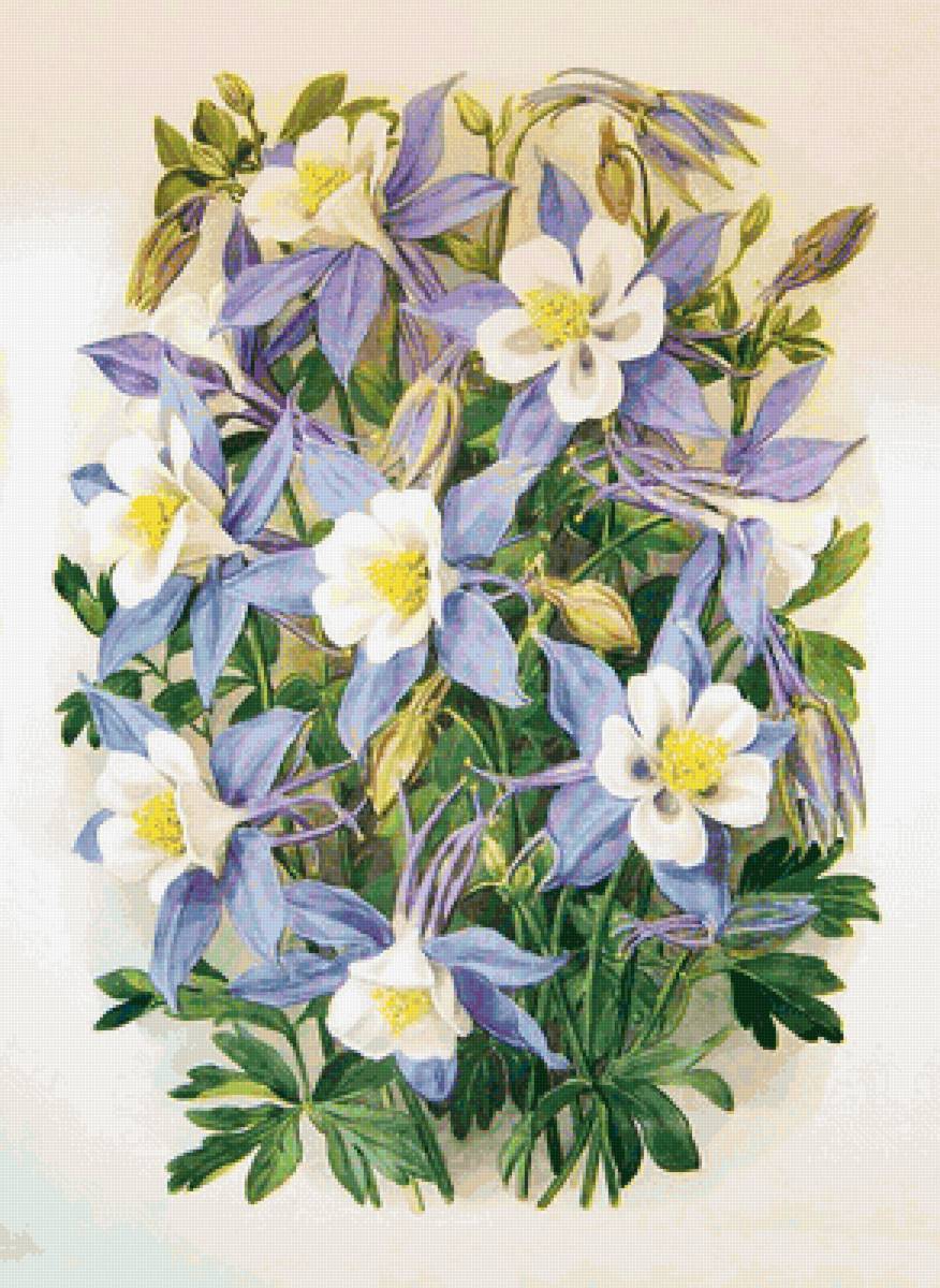 аквилегия 6 - предпросмотр