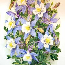 Схема вышивки «аквилегия 6»