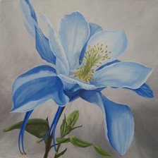 аквилегия 8