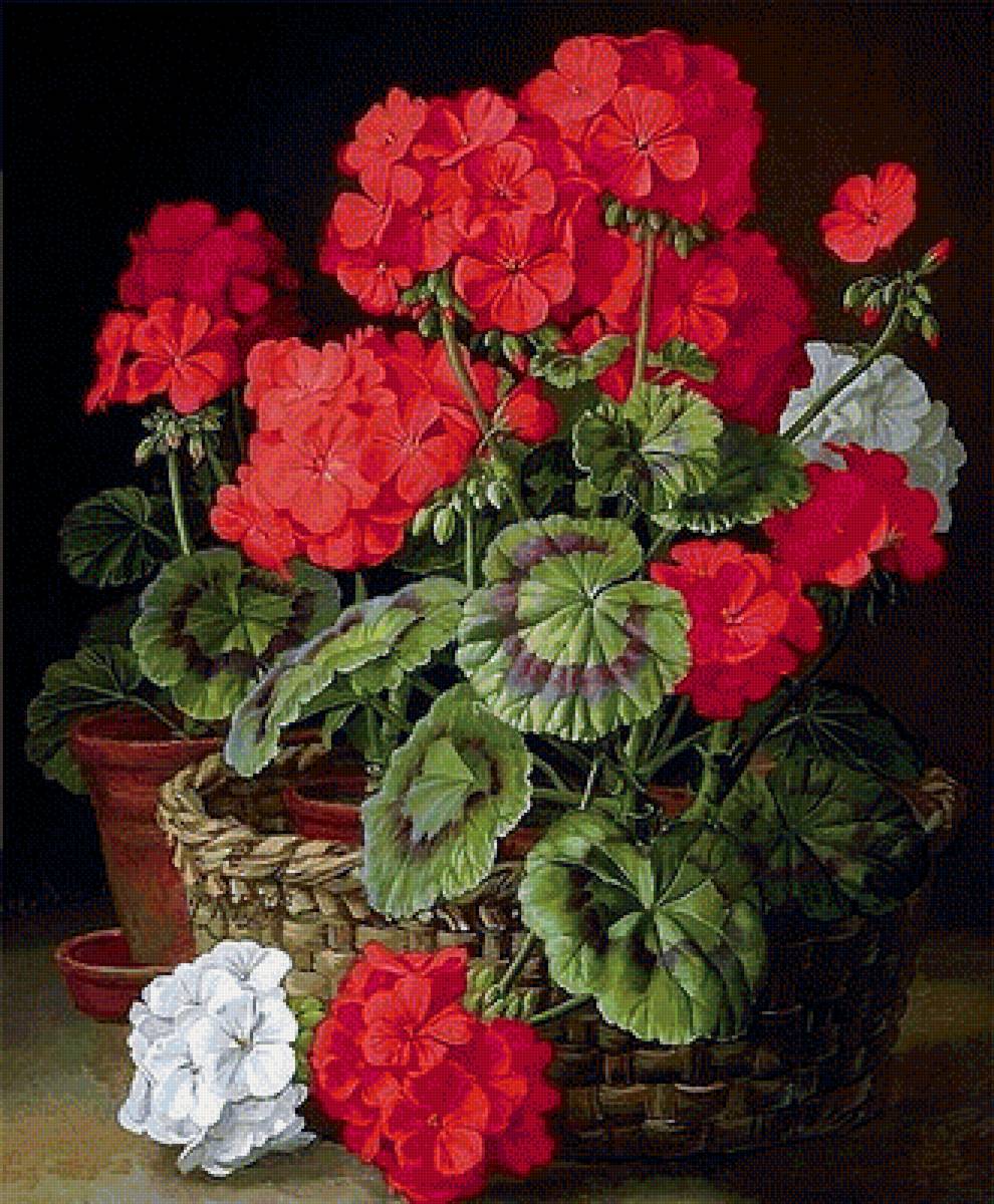 Герань - герань, цветы - предпросмотр