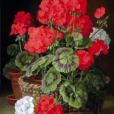 Схема вышивки «Герань»