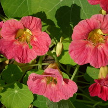 Схема вышивки «настурция1»