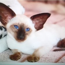 Схема вышивки «Дуся»