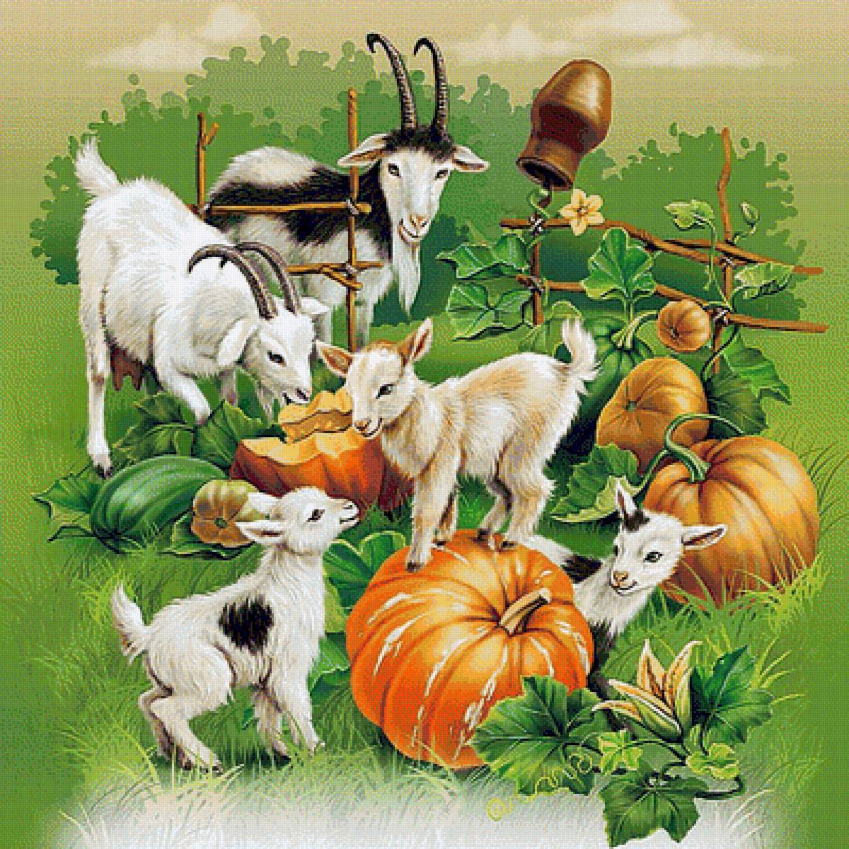 Пустили в огород... - козлы, тыквы, огород, животные, домашние.животные - предпросмотр