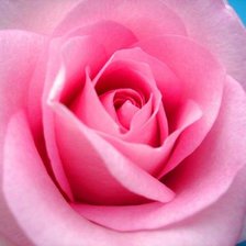 Схема вышивки «роза»