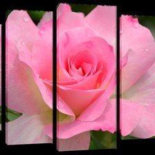 Схема вышивки «роза»