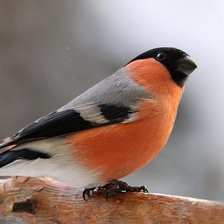 Схема вышивки «Снегирь»