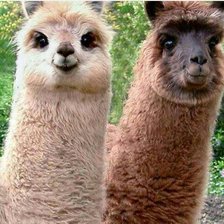 Схема вышивки «Ламы»