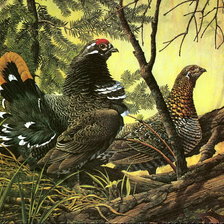 Схема вышивки «глухари»