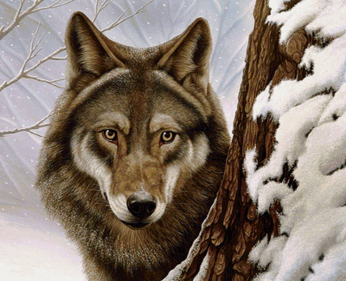 Волк - зима, снег, хищники, животные, волки - предпросмотр