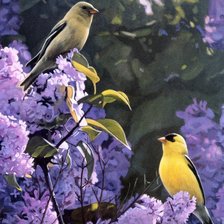 Схема вышивки «№1503312»