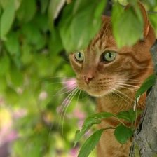 Схема вышивки «Рыжий кот»