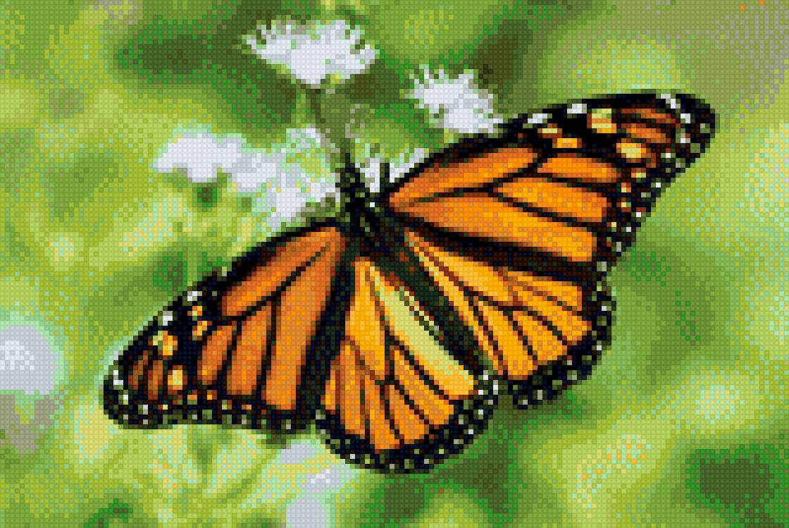 Бабочка Монарх - цветок, бабочка - предпросмотр