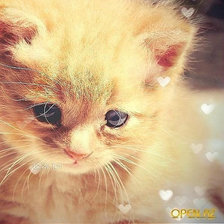 Схема вышивки «котенок»