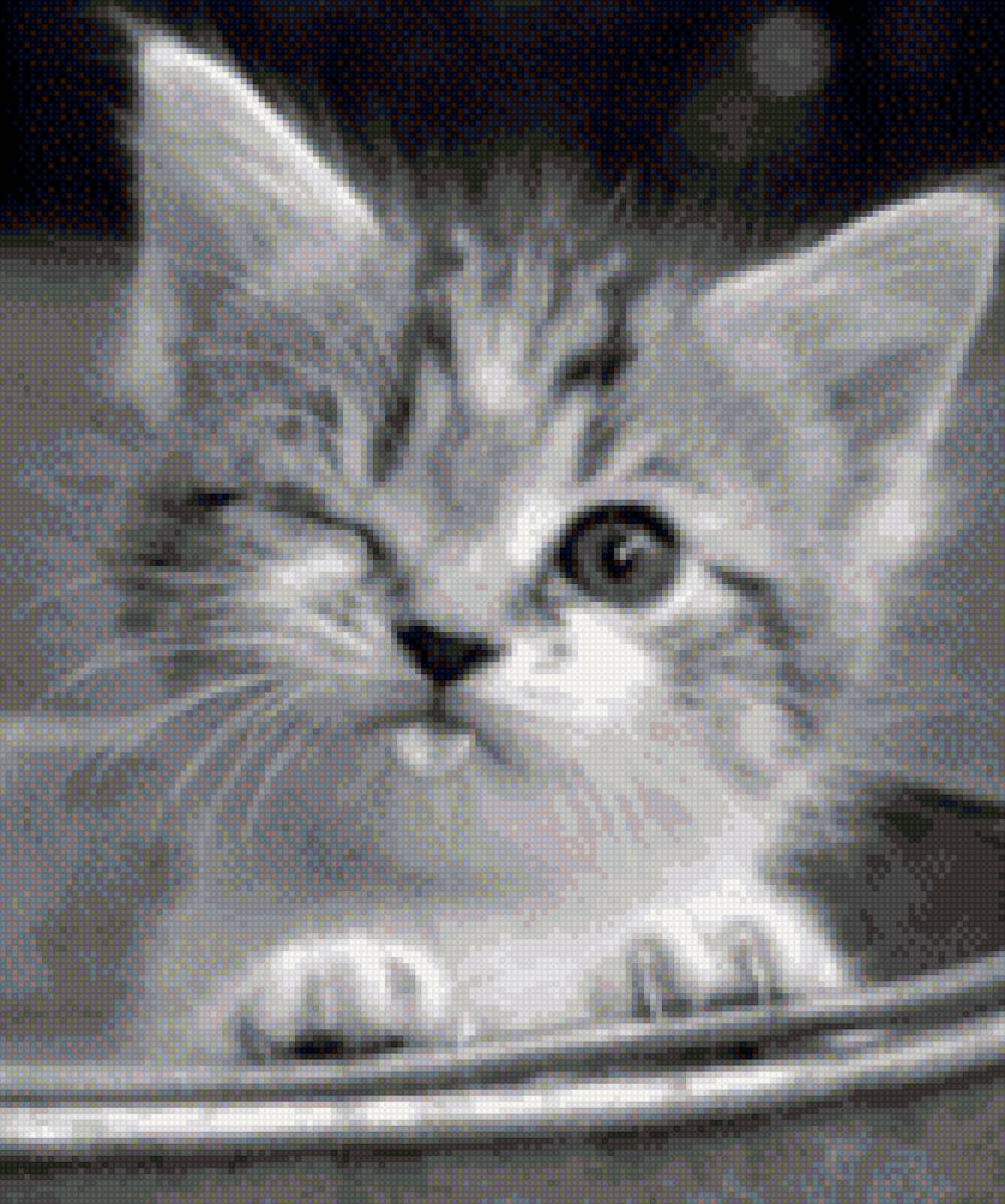 котик - предпросмотр