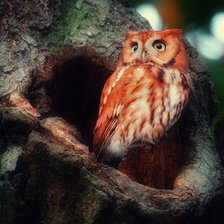 Схема вышивки «сова яркая»