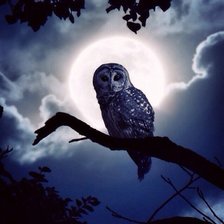 Схема вышивки «ночь сова»