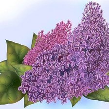 Схема вышивки «сиреневое чудо»