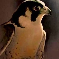 Схема вышивки «Соколиный взгляд»