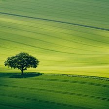 Схема вышивки «Луг»