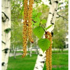 Схема вышивки «Береза»