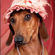 Схема вышивки «Леди такса»