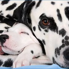 Схема вышивки «Семья далматинцев»