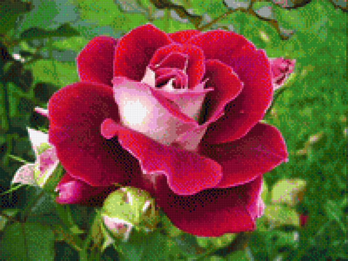 роза желаний - предпросмотр