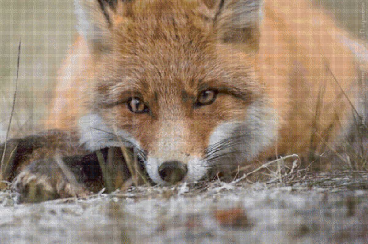 лиса - лиса, природа, животные - предпросмотр