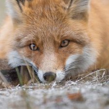 Схема вышивки «лиса»