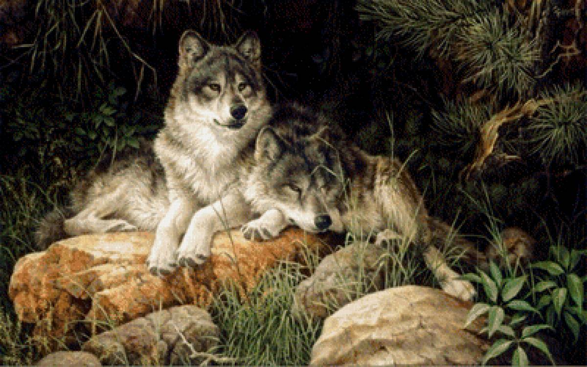 волки - волки, животные, природа - предпросмотр