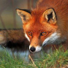 Схема вышивки «лиса»