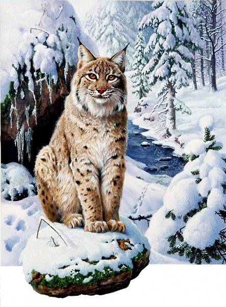 Мир животных - животное, рысь, зима - оригинал