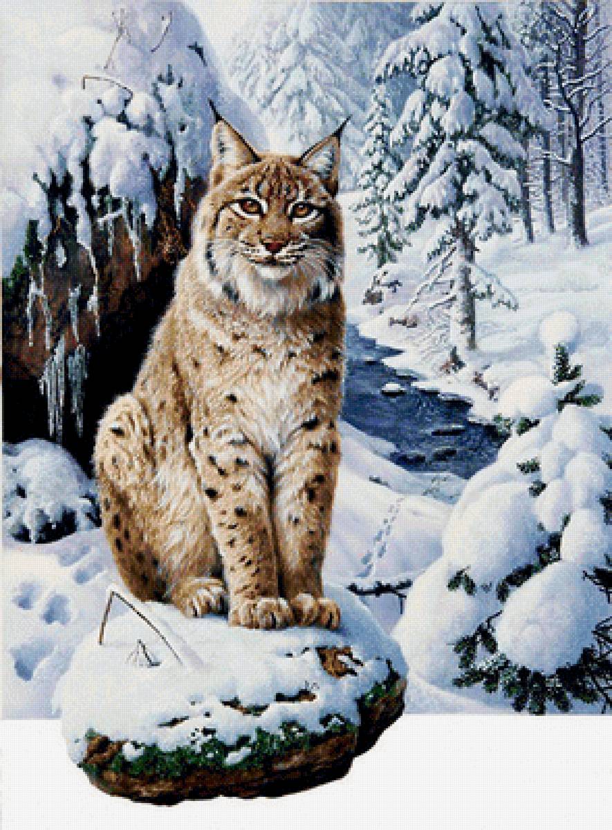 Мир животных - рысь, зима, животное - предпросмотр