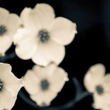 Схема вышивки «cveti»