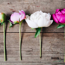 Схема вышивки «Пионы»