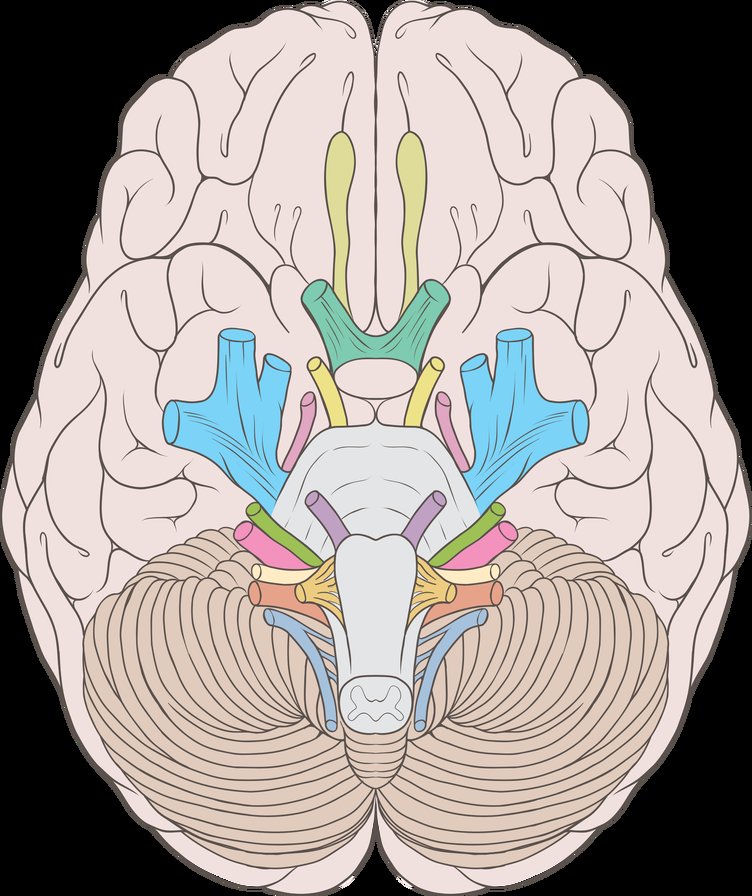 ЧМН - схема, мозг, черепно-мозговые нервы, анатомия - оригинал